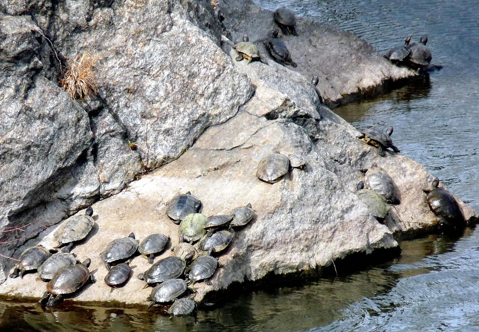A Springtime Gathering of Turtles