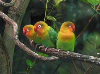 Parrots at the Central Park Zoo