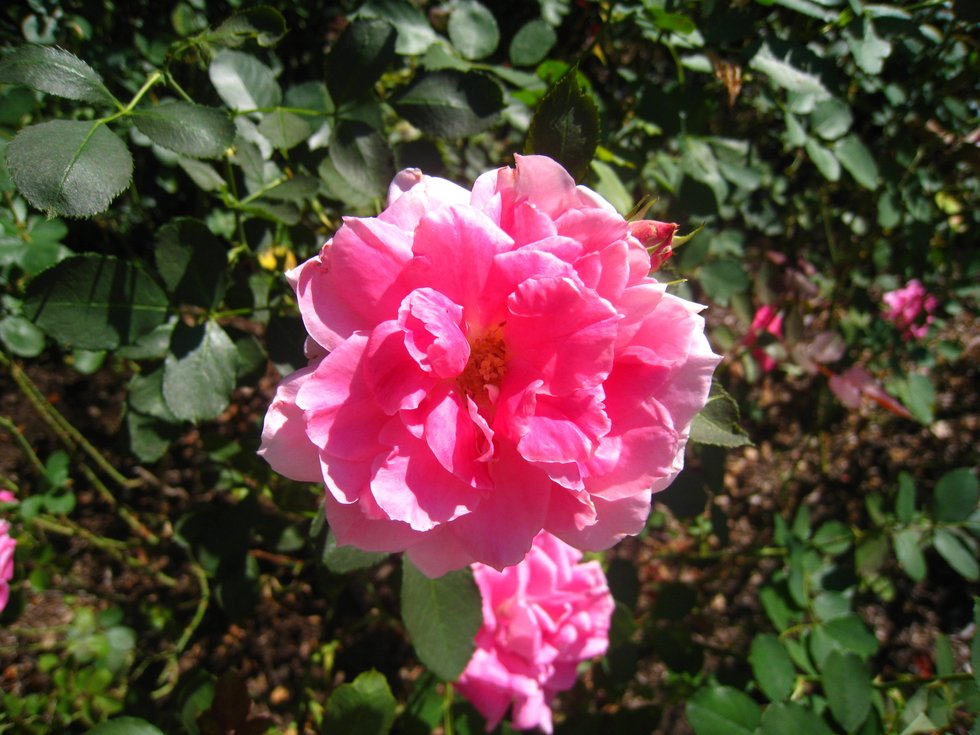 Blooming flower in the Conservatory Garden