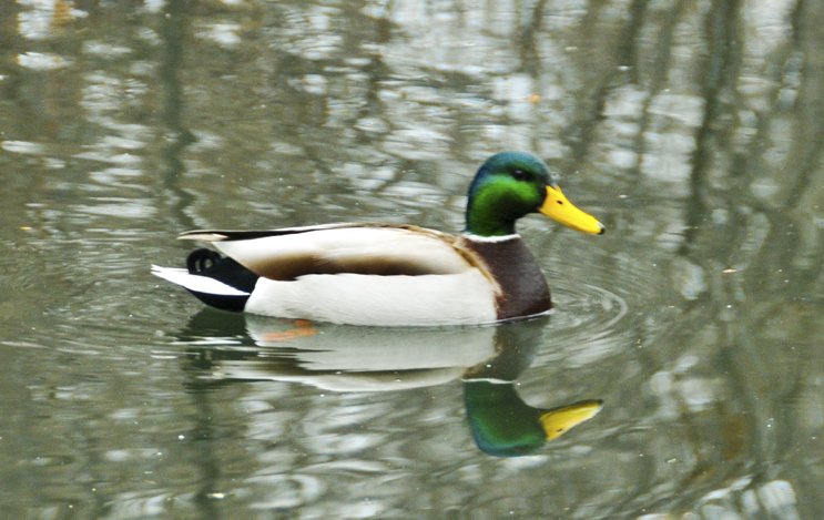 Photo entry: Double Duck