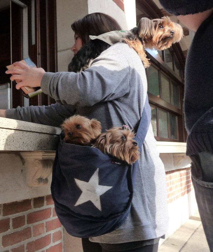 Dog Day at the Boathouse