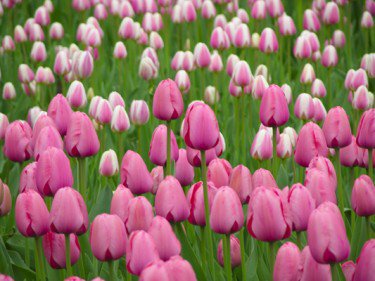 tulipes en fleur