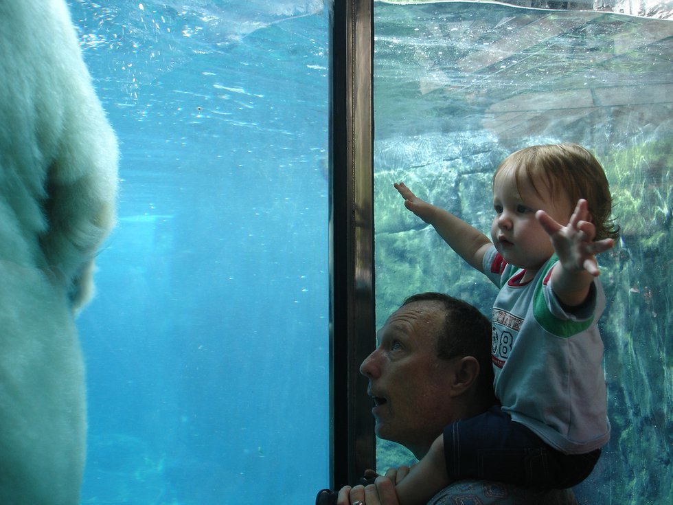 reaching for polar bears