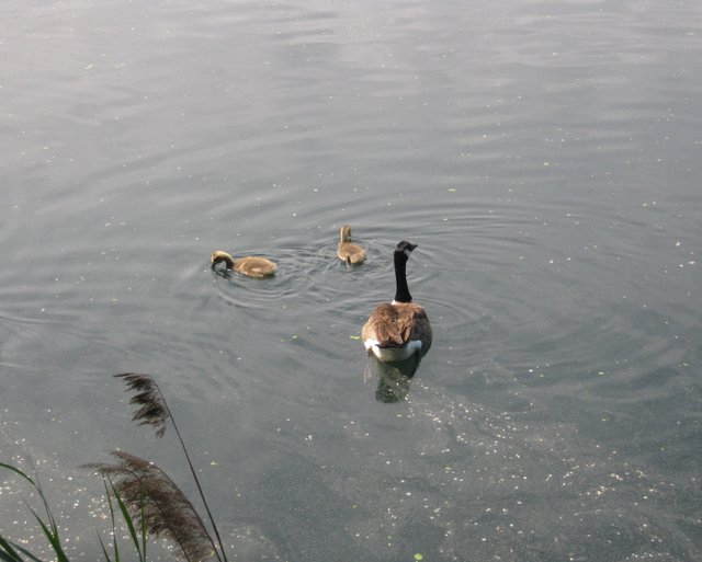 Canada Goose and Goslings