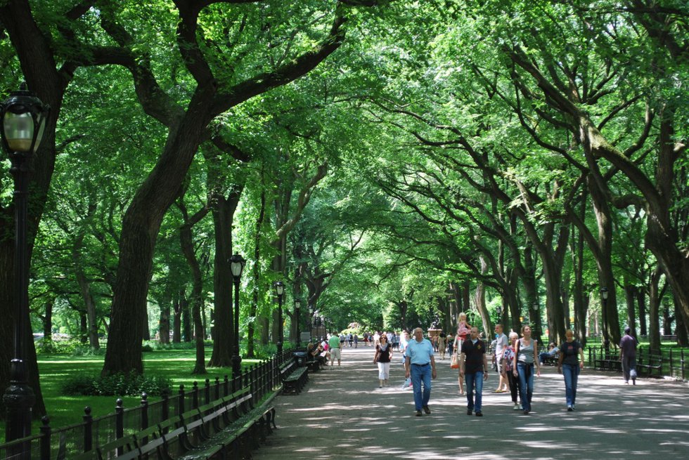 The Majestic Trees of Central Park