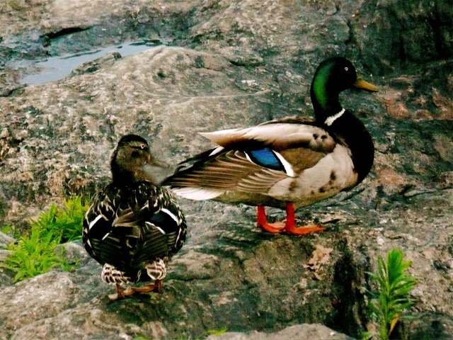 Ducks on the rocks
