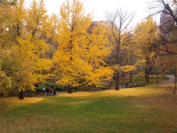 autumn tree...