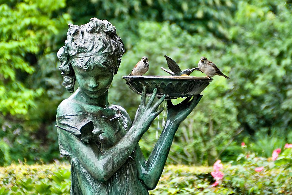 Birds in the Secret Garden