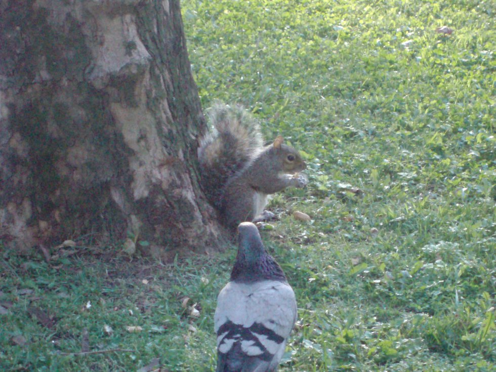 The squirrel in Central Park