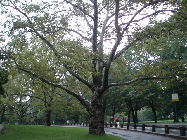 Tree in Central Park