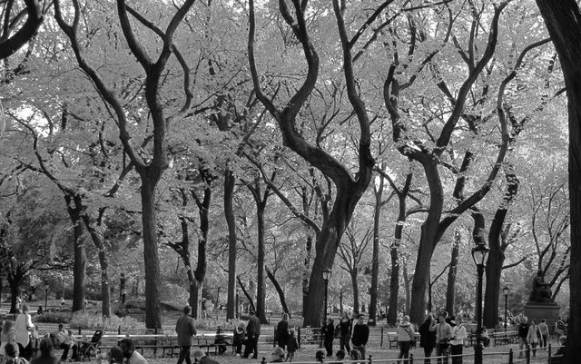 Central Park Autumn in Black and White