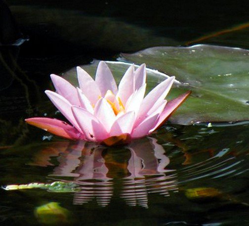 Lotus in the Fountain