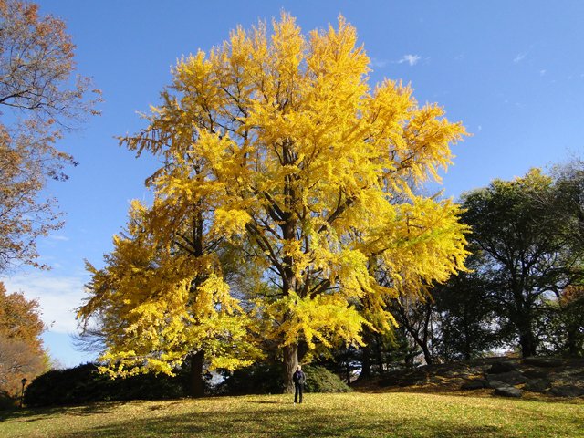 Photo entry: Yellow Tree