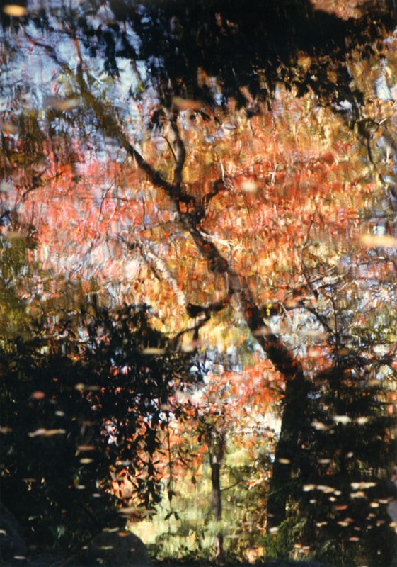 Fall tree reflection