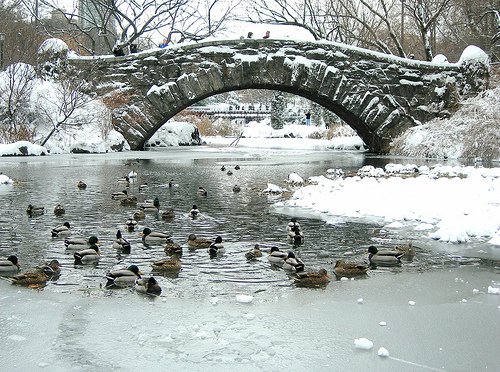 Frozen Ducks