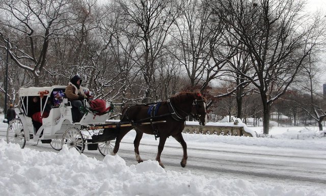 Romantic Horse-drawn gallop in Central Park