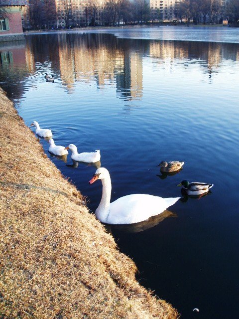Blended Family -Swan &amp; Three White Ducks