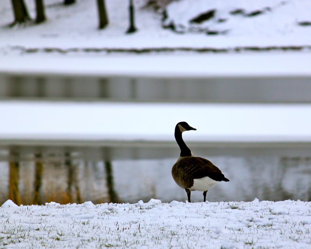 Goose on the Snow