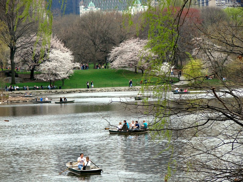 Boating in the Spring with cherry blossoms