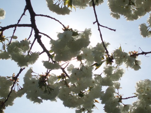 Cherry Blossoms