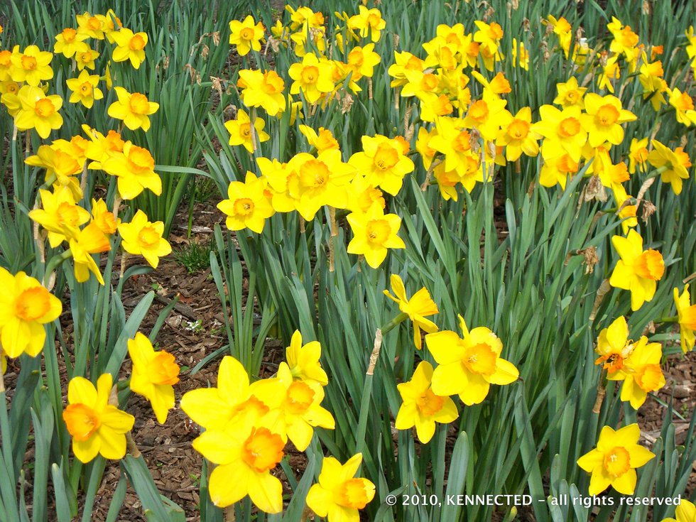 Daffodil's