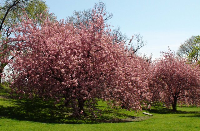 Cherry Blossoms/Central Park West