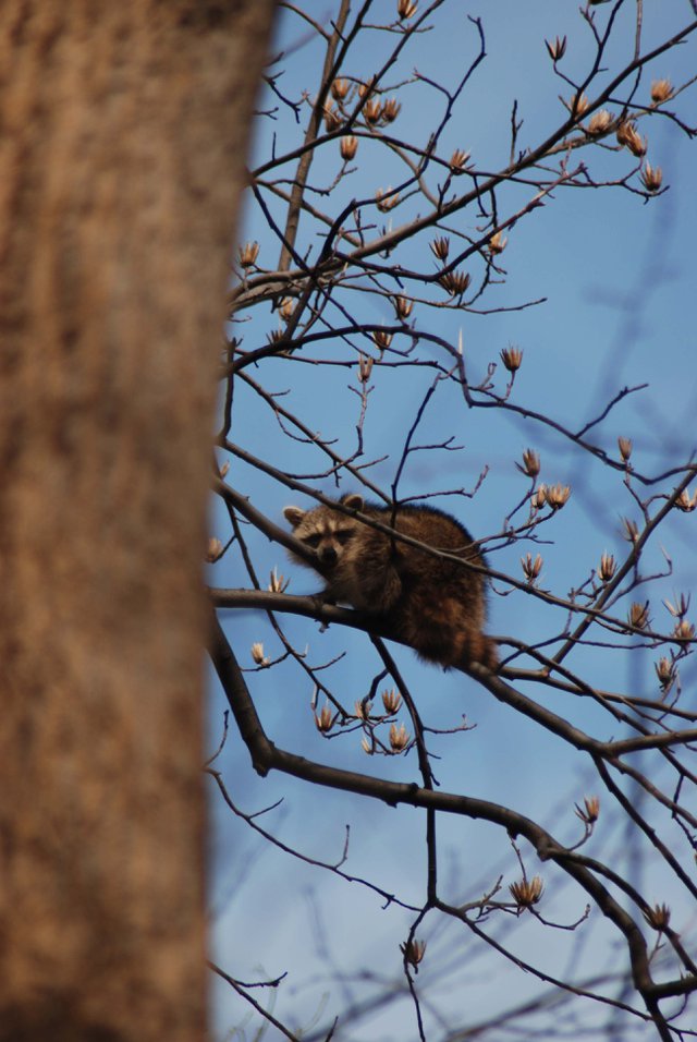 Raccoon in Blooming Tree