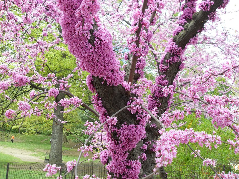 Amazing tree blossom