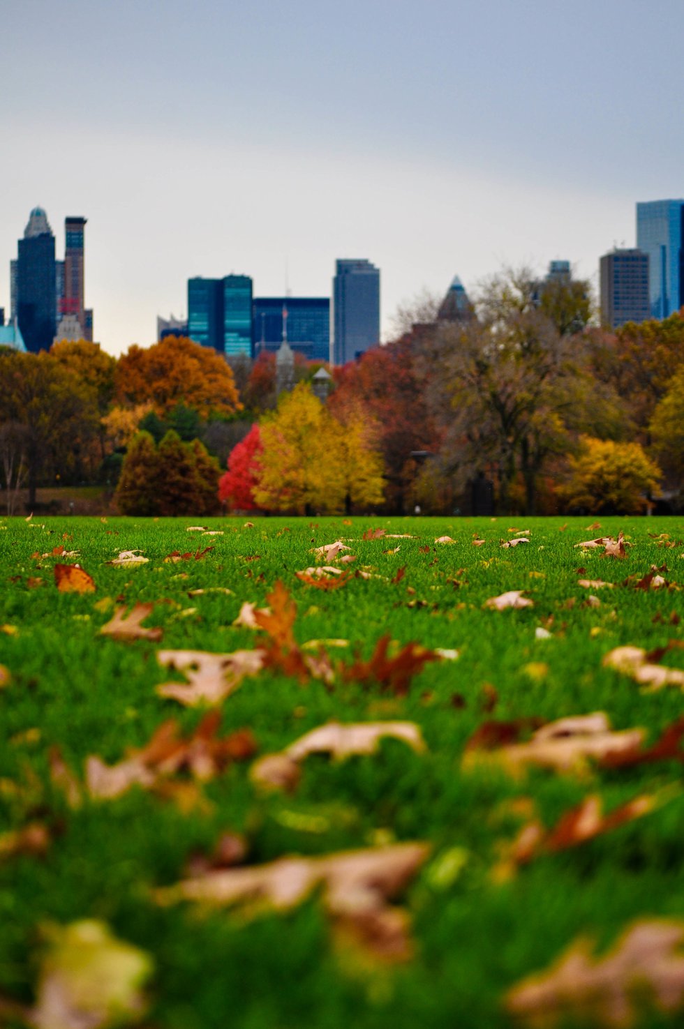 Fall at the Great Lawn