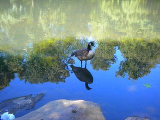 Central Park Goose