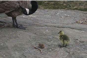 Gosling and Adult