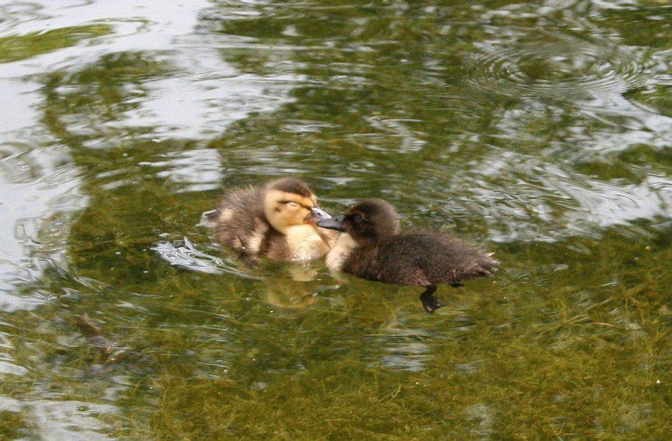 Love Struck Ducks
