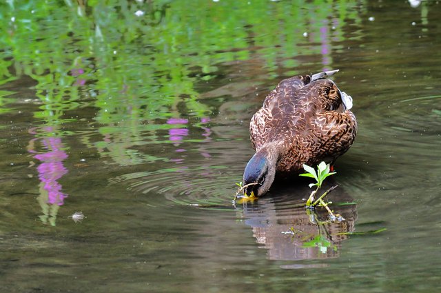 feeding duck at central park