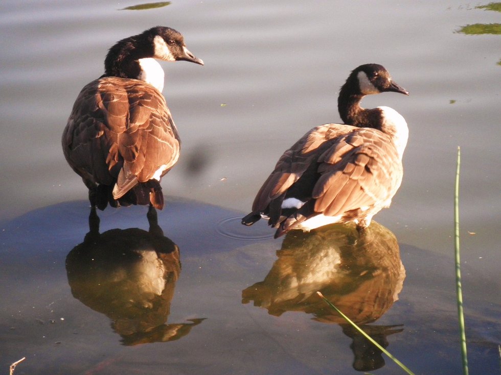 Devotion and Protection