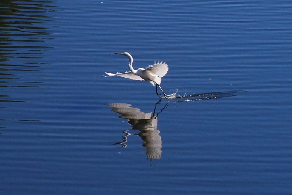 Great egret on Turtle Pond