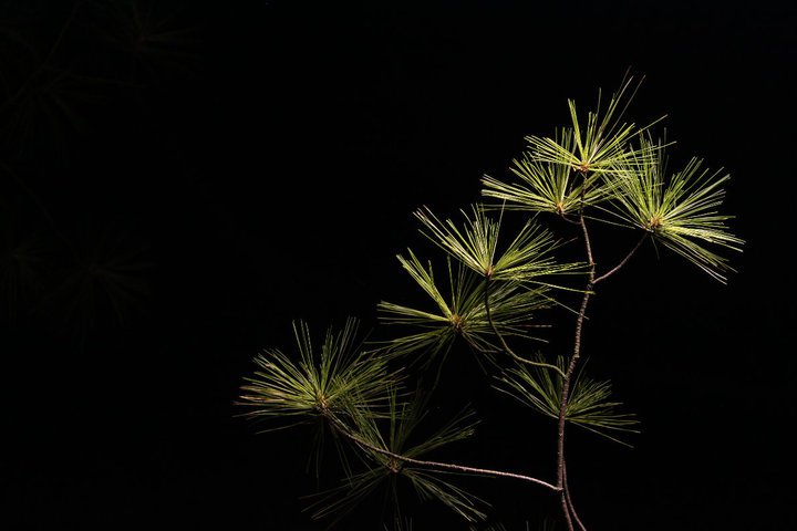 night pine-tree 