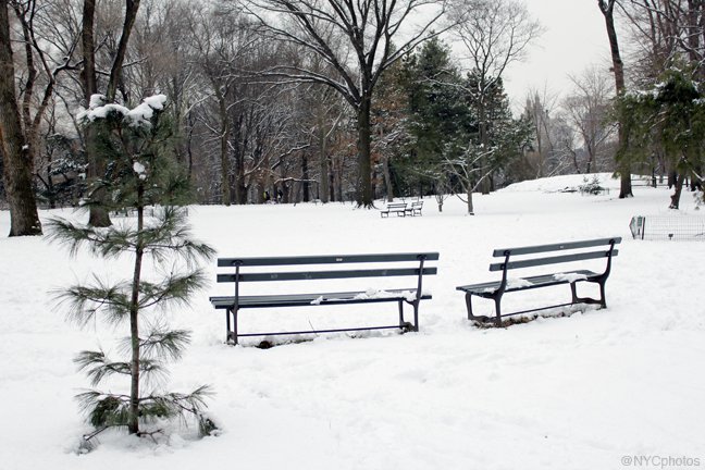 Central Park Benches