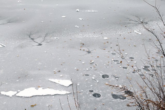 Footsteps on the ice?