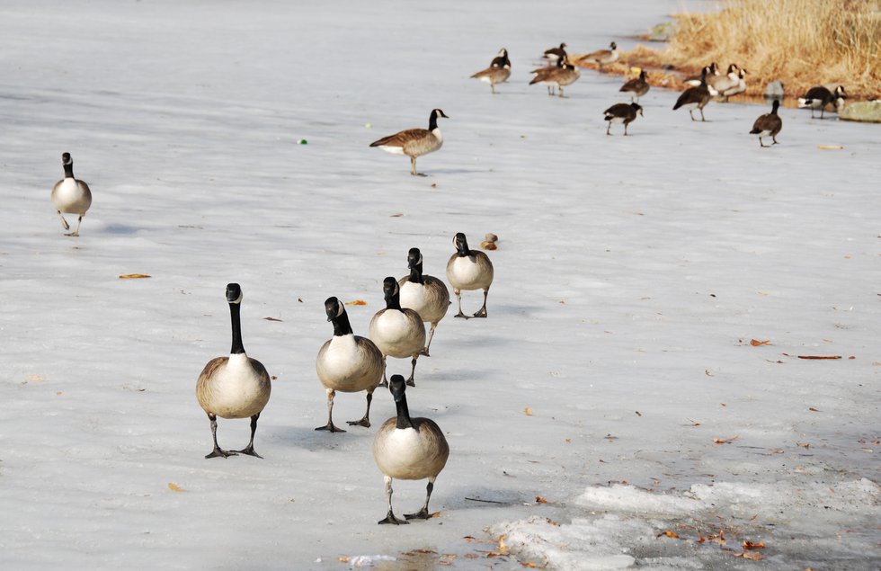 Ice Parade of the Canda Goose