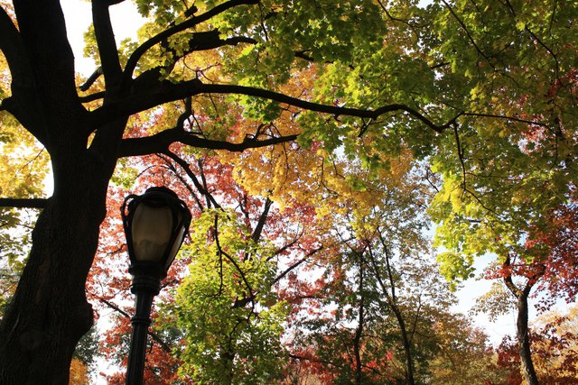 Fall Canopy