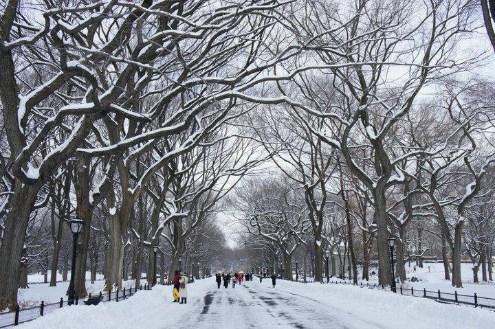 A Winter's Day in Central Park