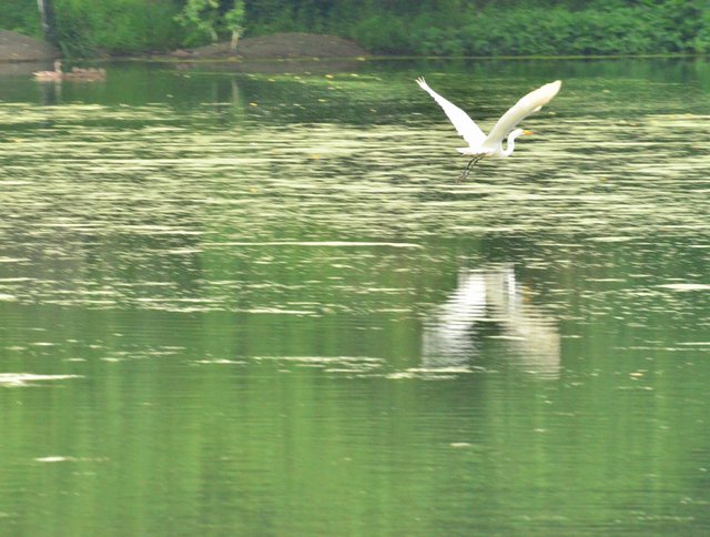 a swan in flight
