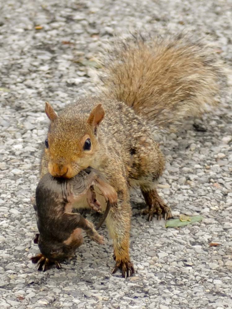 Mother and baby squirrel looking for a new home after being displaced by Irene