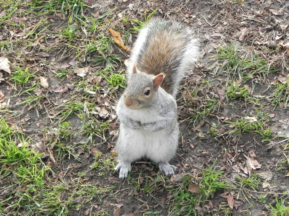 Love the squirrels of Central Park!