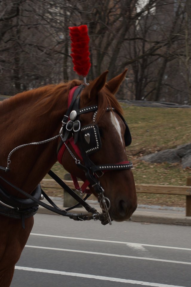 Another wonderful ride in Central Park-Closeup