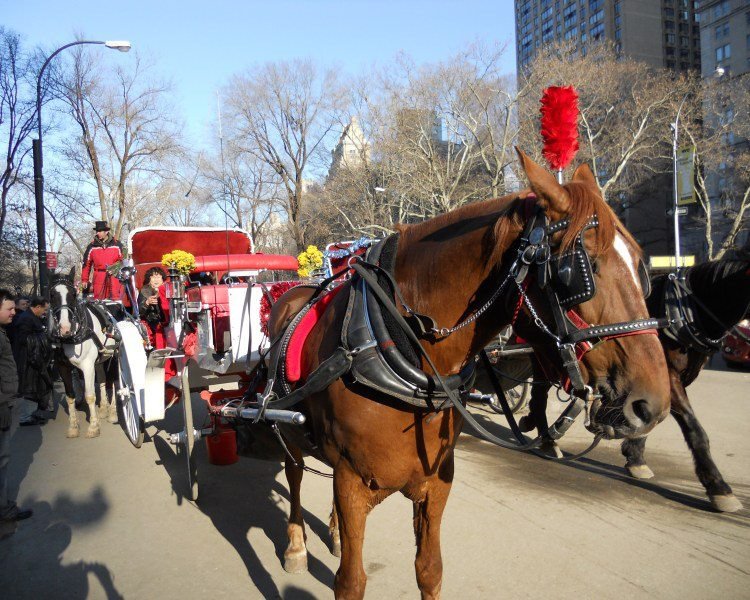 Beautiful day for a carriage ride!