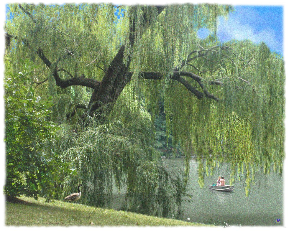 Central Park Weeping Willow &amp; Friends