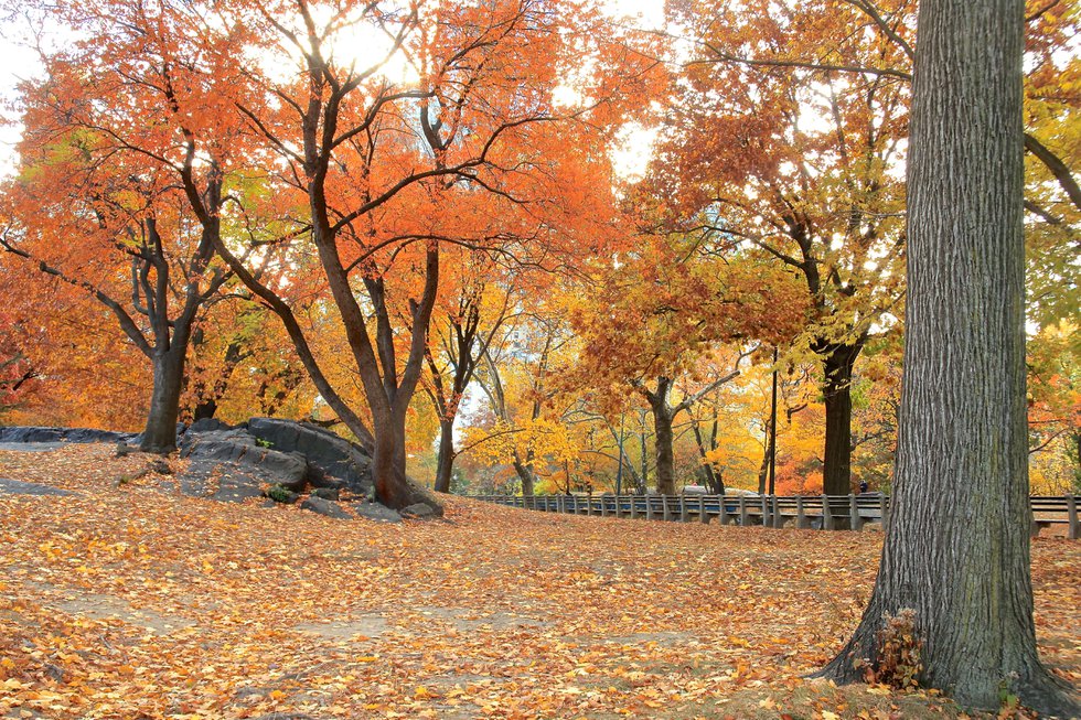 Central Park in Fall 2013