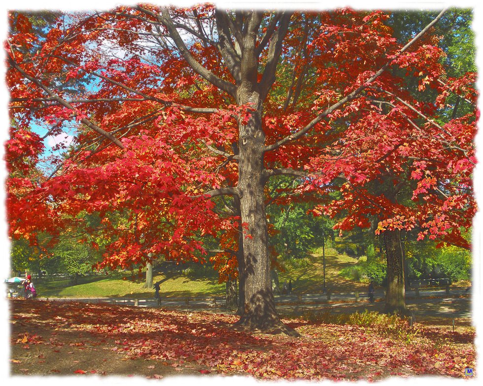 Central Park in Autumn 3