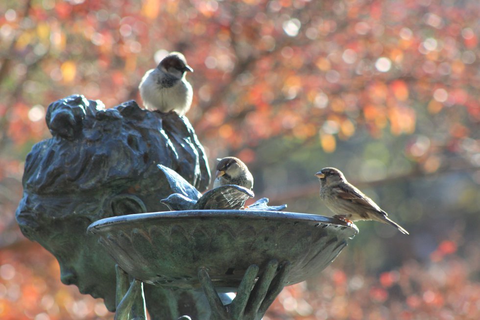 Sparrows at fountain